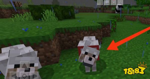 我的世界怎么驯服狼