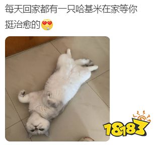 被滥用的“哈基米”，何尝不是一种赛博朋克