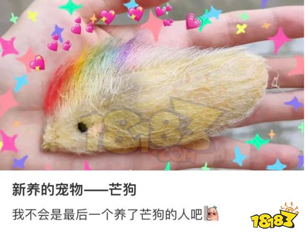 芒狗是什么梗 芒狗梗介绍