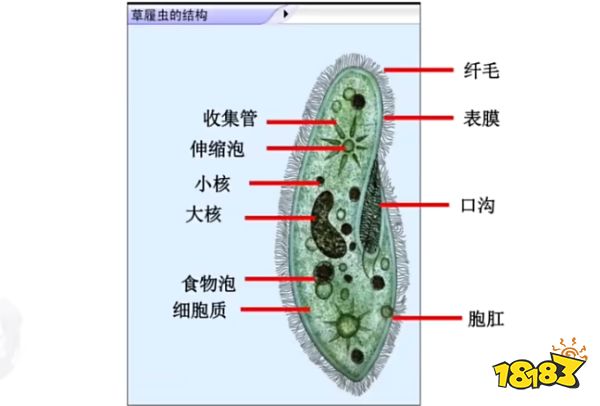 杀熟标记是什么梗 lol小虎杀熟标记梗介绍