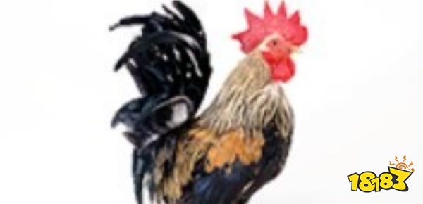 如龙8夏威夷测试1级答案是什么 夏威夷测试1级答案分享