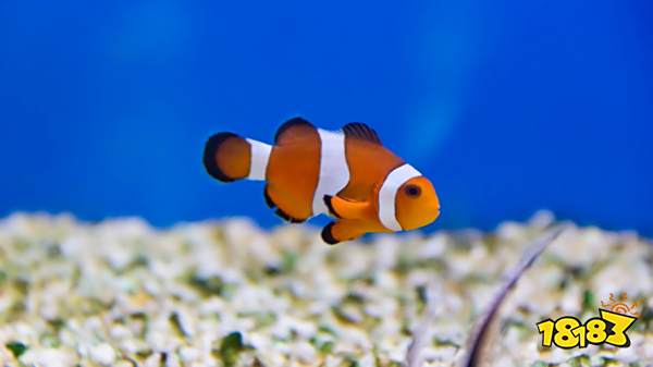 如龙8海洋生物博士答案是什么 海洋生物博士答案分享