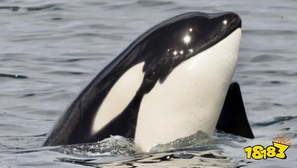 如龙8海洋生物博士答案是什么 海洋生物博士答案分享