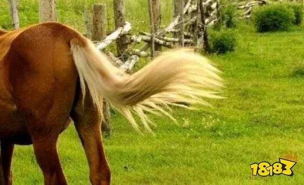 如龙8杂学王特级考试题目答案 杂学王特级考试问题解答