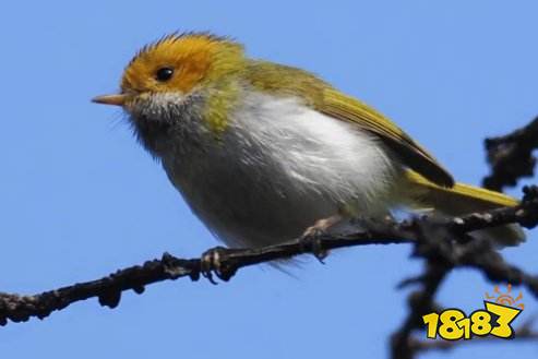 如龙8杂学王特级考试题目答案 杂学王特级考试问题解答