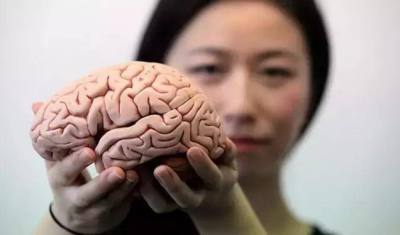 研究发现人类大脑正在持续增大 或可减轻痴呆风险
