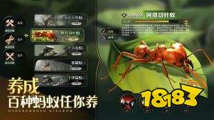 小小蚁国联机版下载