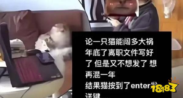 猫：信我一次！女子犹豫是否辞职，小猫突然出现按下辞职报告发送键！