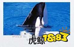 如龙8外传海洋生物博士答案分享 海洋生物博士考试答案是什么