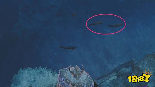 怪物猎人荒野带卵弓鳍鱼位置分享 稀有生物带卵弓鳍鱼捕获方法