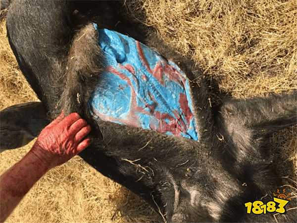 美國加州驚現“阿凡達”野豬肉：肉質呈藍色，疑與滅鼠藥污染有關！