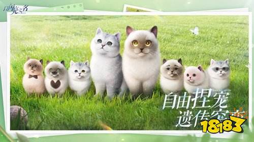 以闪亮之名电脑版最新地址是什么 以闪亮之名电脑版最新地址一览